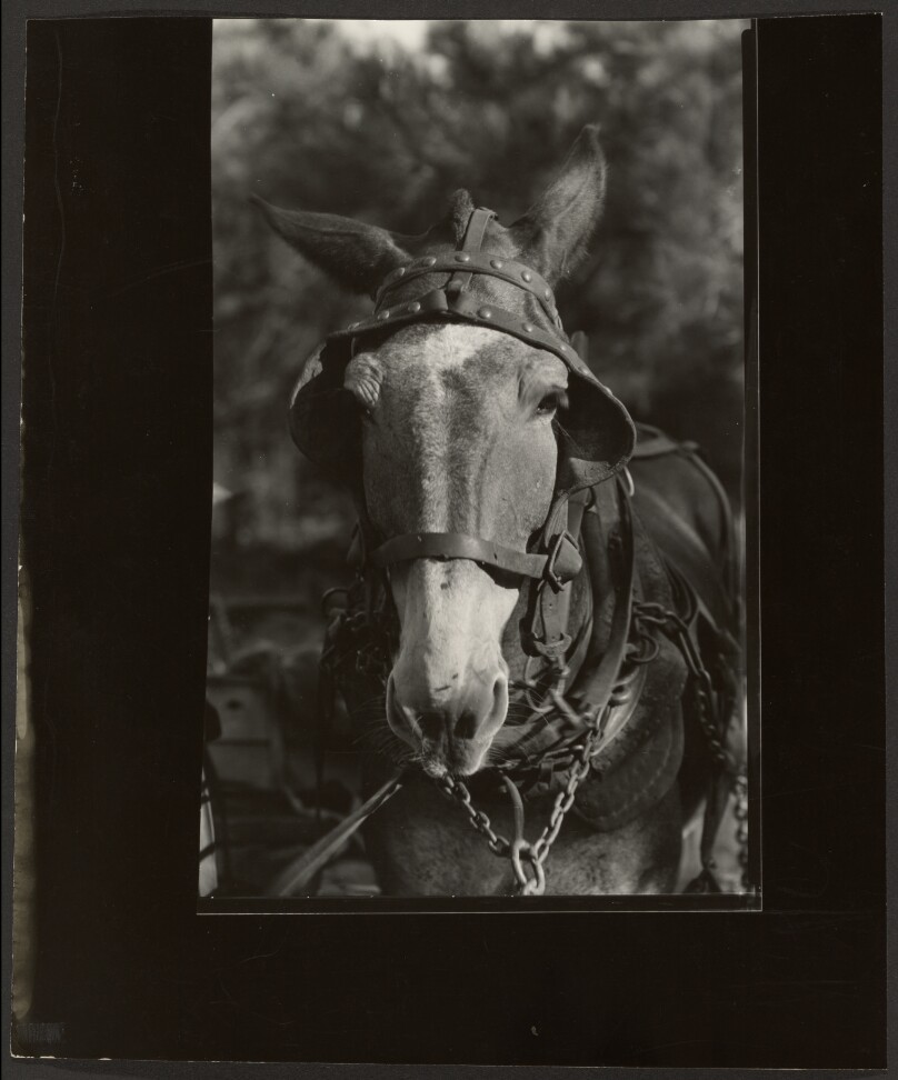 A Mule, Hale County, Alabama