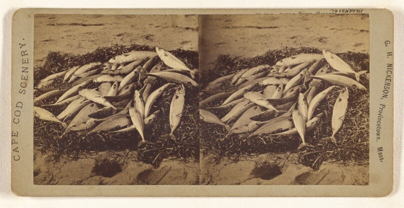 [Mackerel]