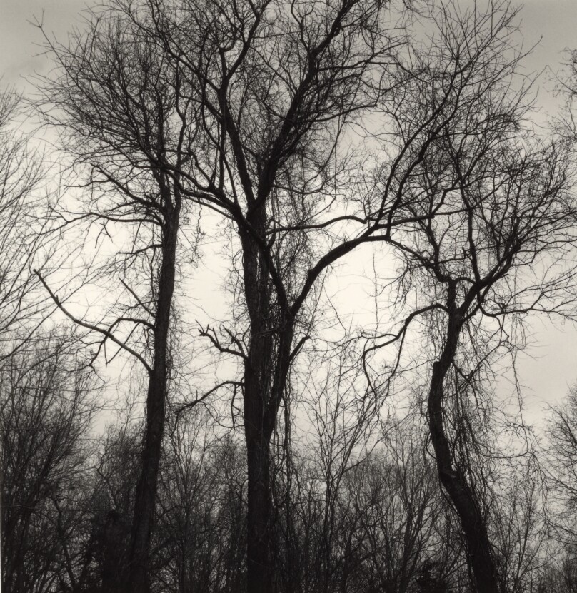 Three Birch Trees, Kent, Connecticut