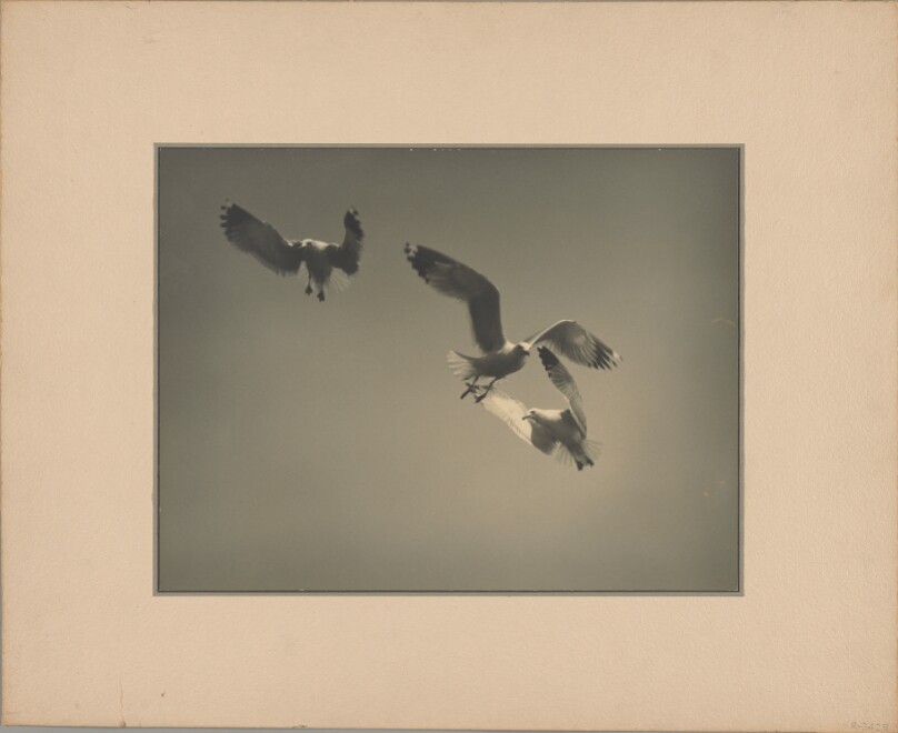 Three Gulls