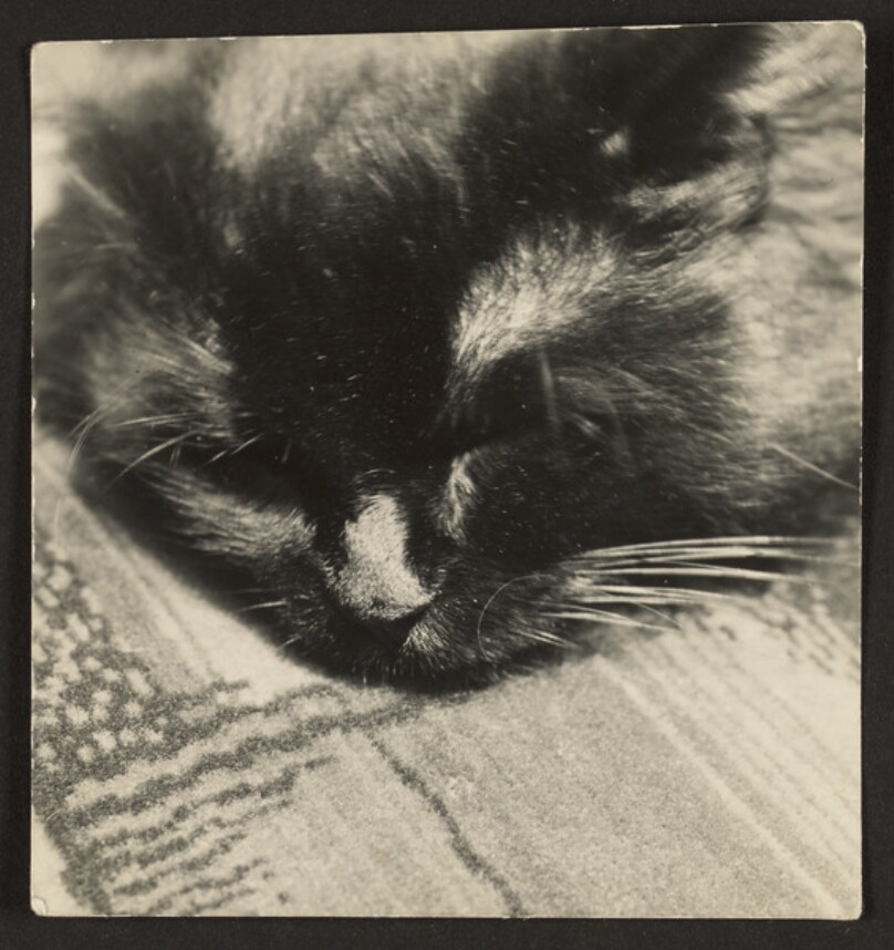 [Cat's Head on Bauhaus Carpet]