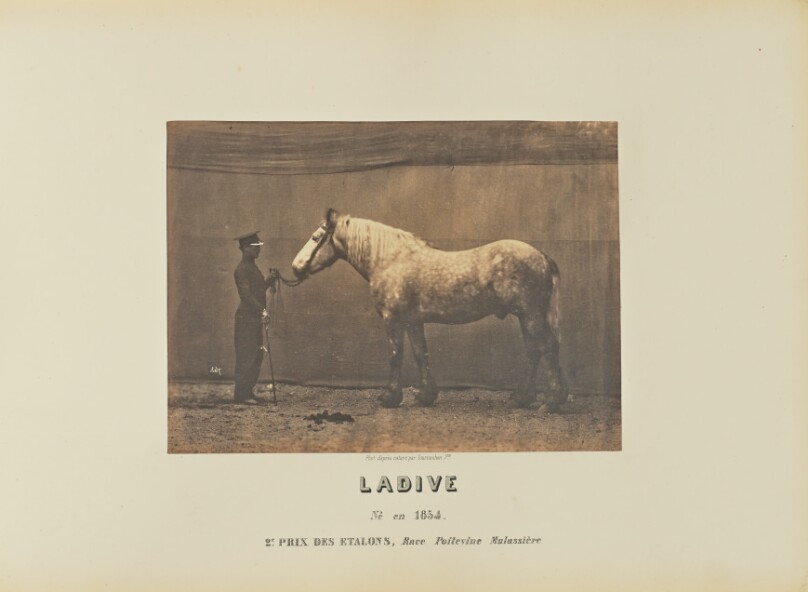 Ladive