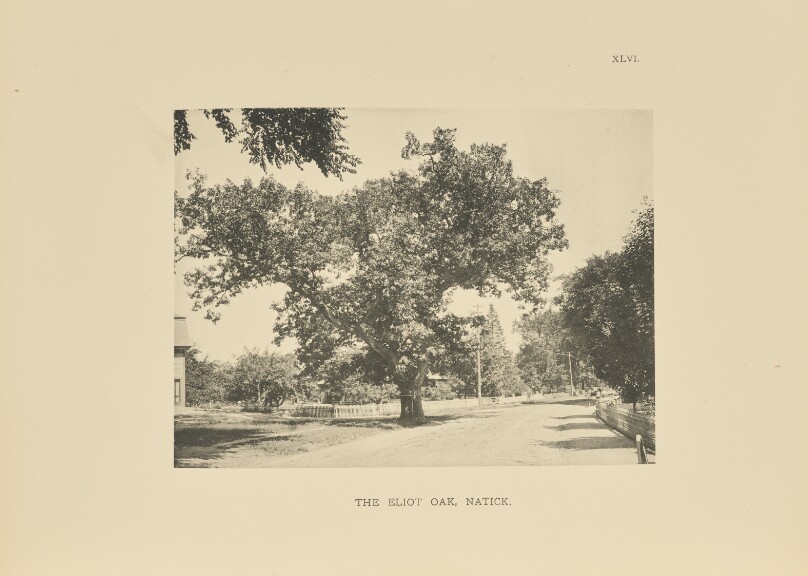 The Eliot Oak, Natick