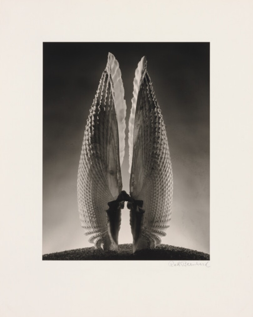 Ruth Bernhard