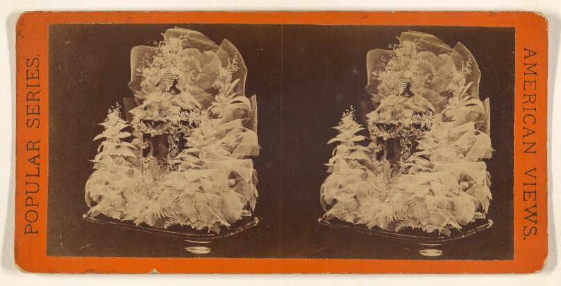 Beautiful Study in Skeleton Leaves.