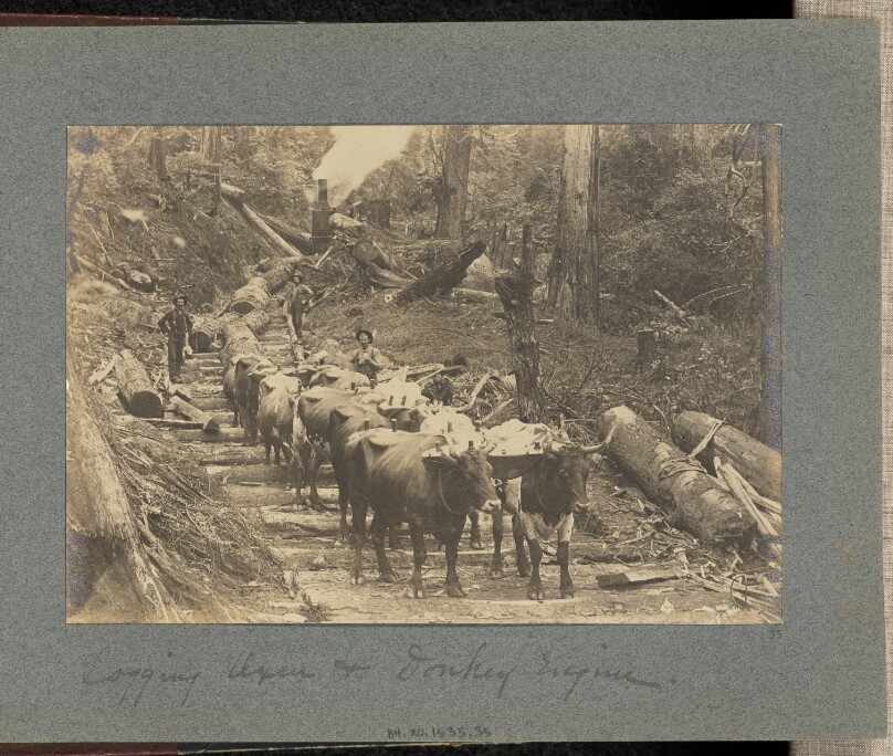 Logging Oxen and Donkey Engine