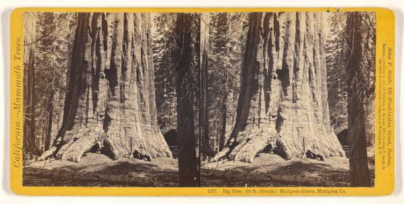 Big Tree, (94 ft. circum.) Mariposa Grove, Mariposa Co.