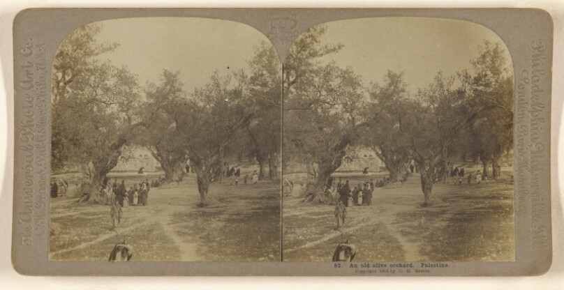 An old olive orchard. Palestine.
