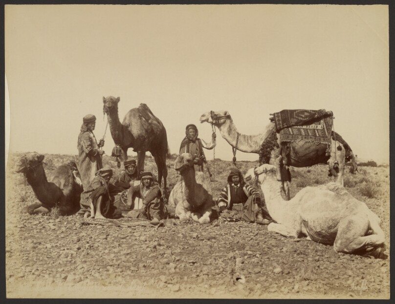Halte de chameliers dans le desert