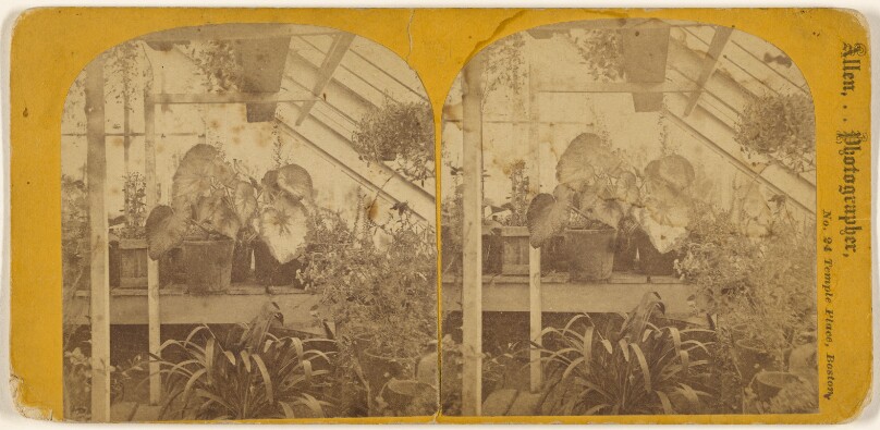 Greenhouse.