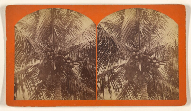 [Cocoanut Tree]