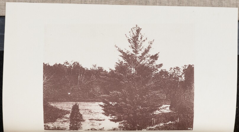 A Pond surrounded by Pine Woods in Waltham