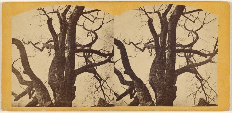 Old Elm Tree, Boston Common