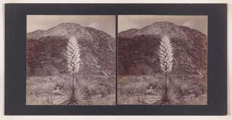 [Century plant]