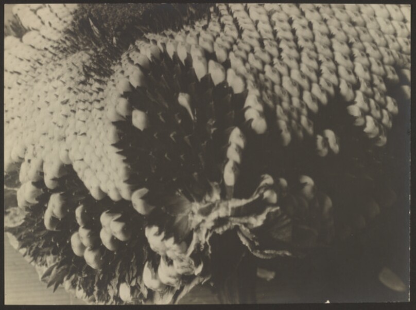 [Plant Study]