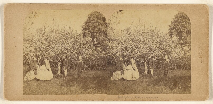 [Apple Blossoms]/[Summer]