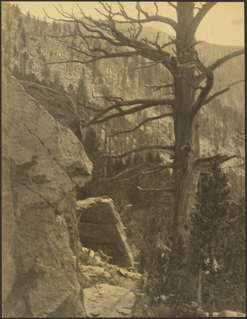 [Landscape with Dead Tree]