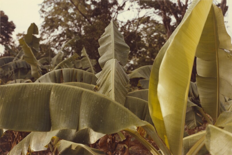 [Banana plant, Jamaica]