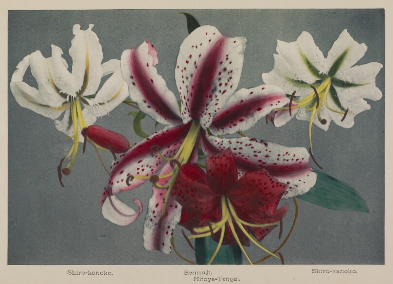 Lily