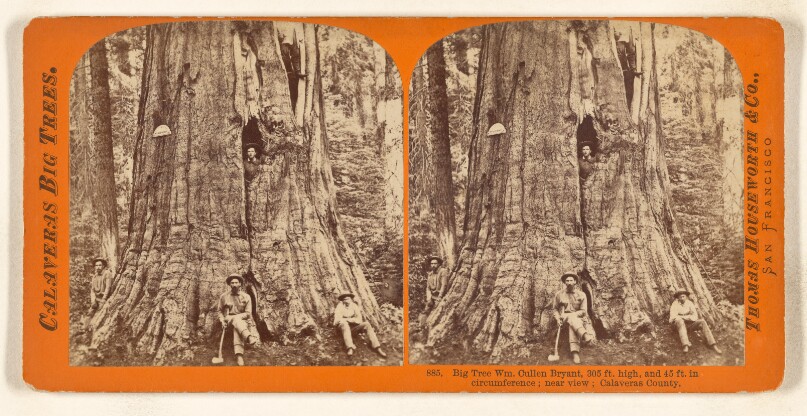 Big Tree Wm. Cullen Bryant, 305 ft. high, 45 ft. in circumference; near view; Calaveras County.