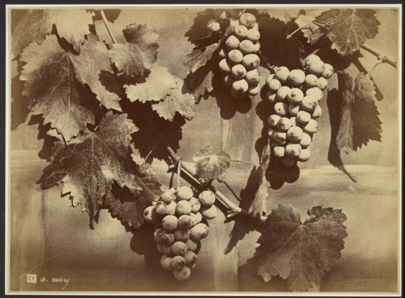 [Grape clusters]