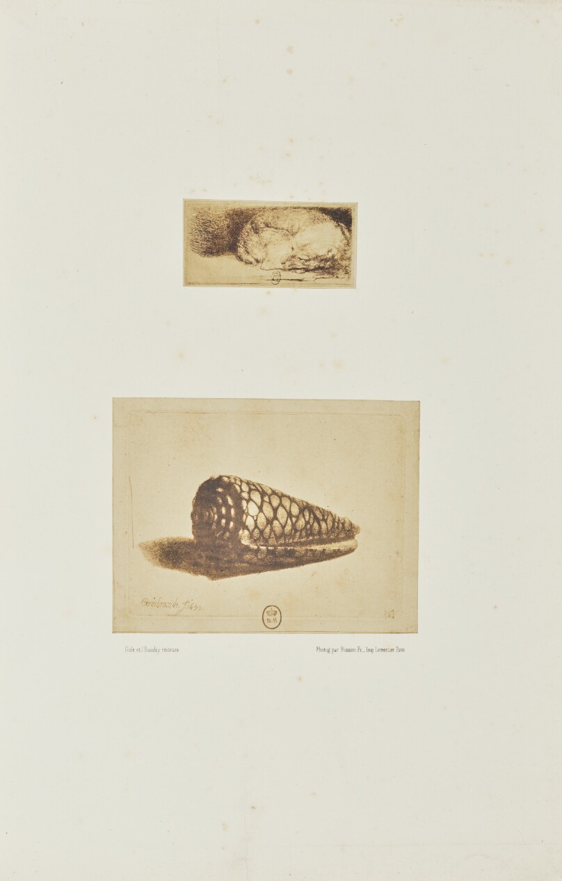 [Two etchings by Rembrandt: "Sleeping Puppy" and "The Shell (Conus Marmoreus)"]