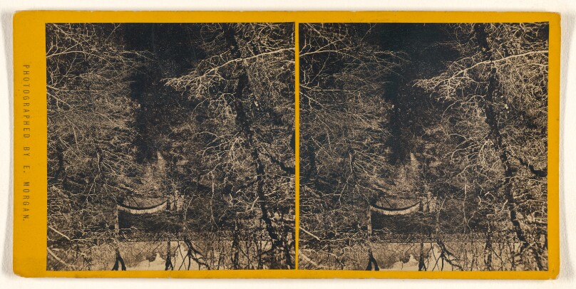 [Forest scene]