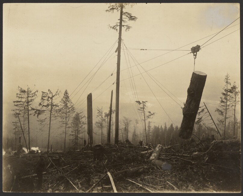 [Logging/ Timber Scene]