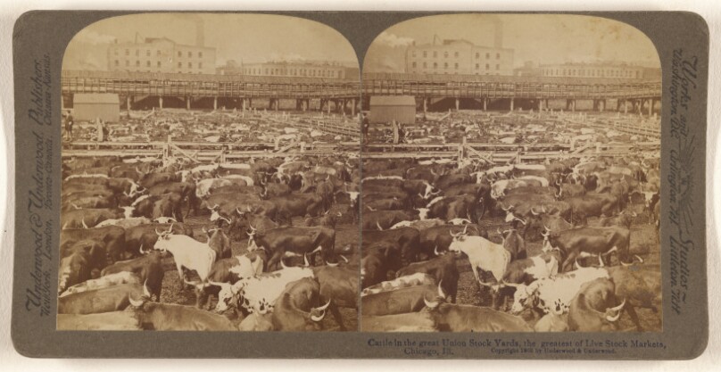 Cattle in the Great Union Stock Yards, the greatest of Live Stock Markets, Chicago, Ill. [U.S.A.]