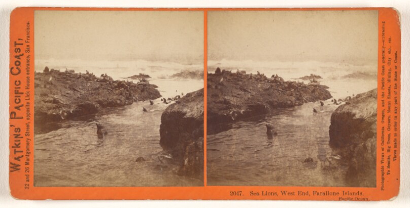 Sea Lions, West End, Farallone [sic] Islands, Pacific Ocean.