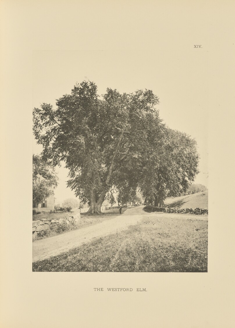 The Westford Elm
