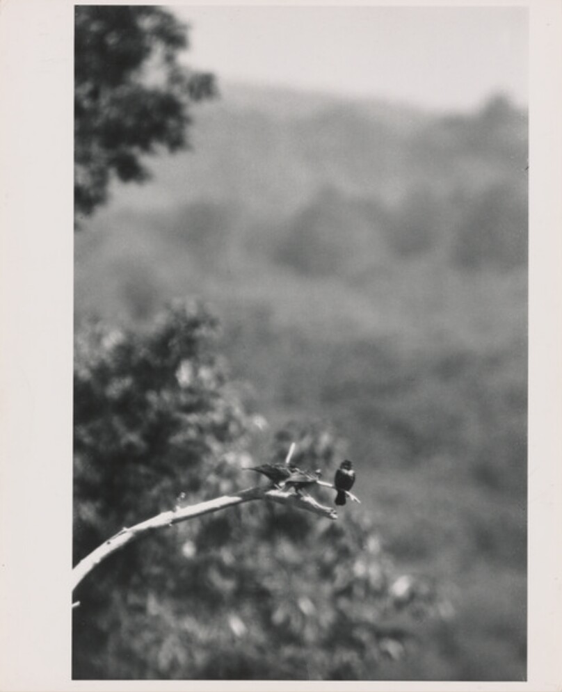 Birds on Branch in Countryside