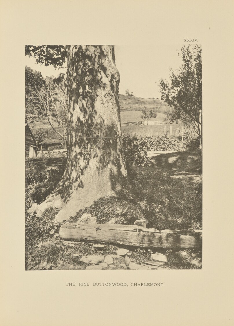 The Rice Buttonwood, Charlemont