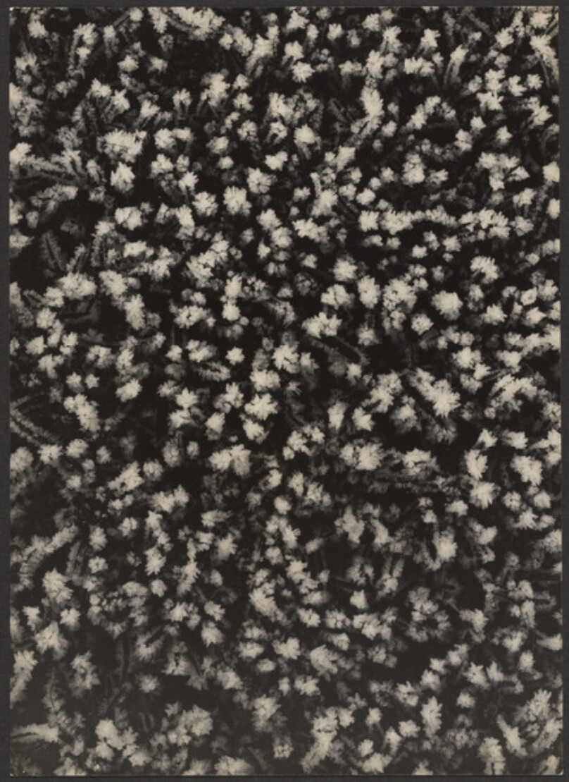 Frozen Grass