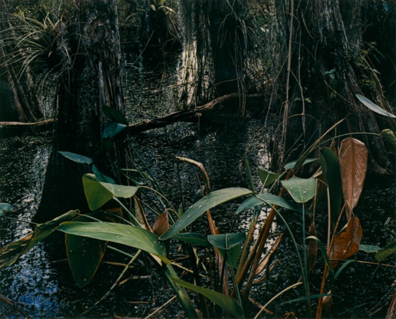 Cypress Trunks and Thalia, Everglades National Park, Florida