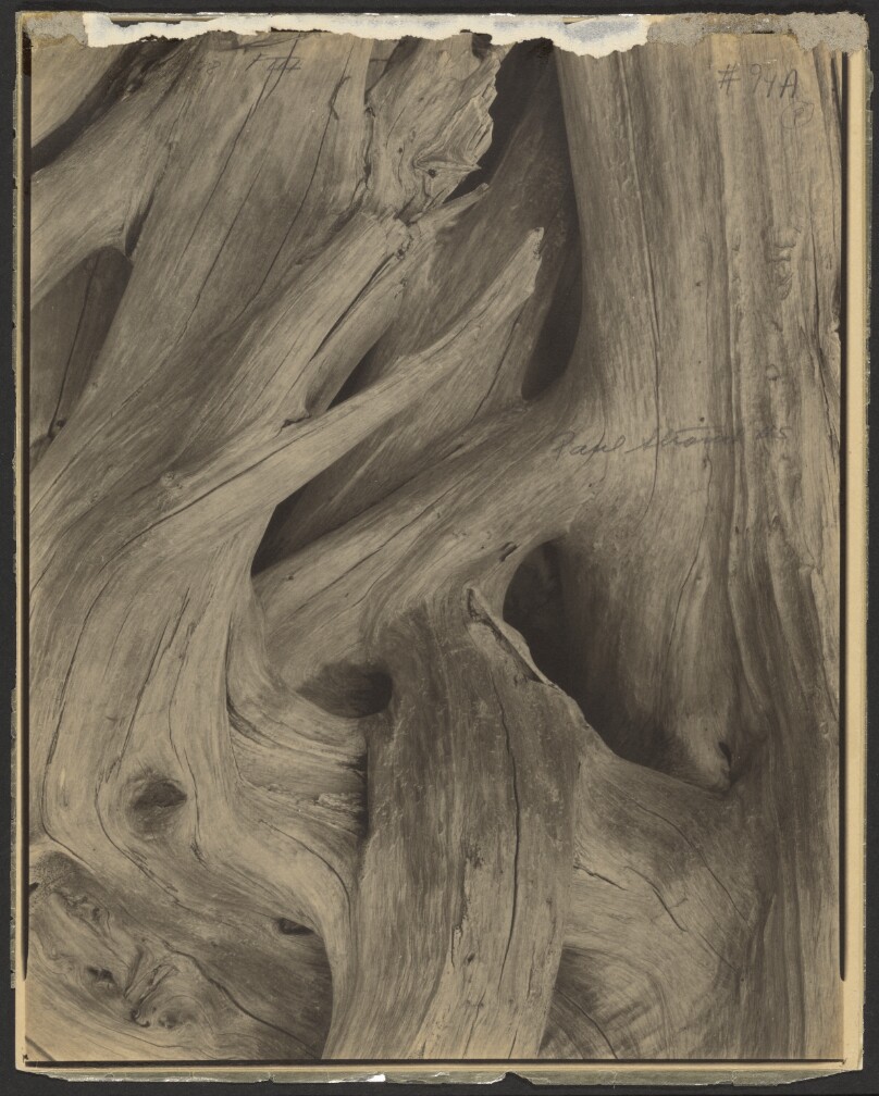 [Driftwood, Maine]