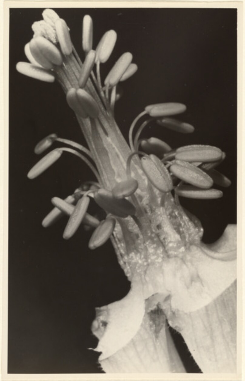 Aquilegia vulgaris, Akelei, Geschlechtsorgane ohne Blütenblätter (Staubblätter)
