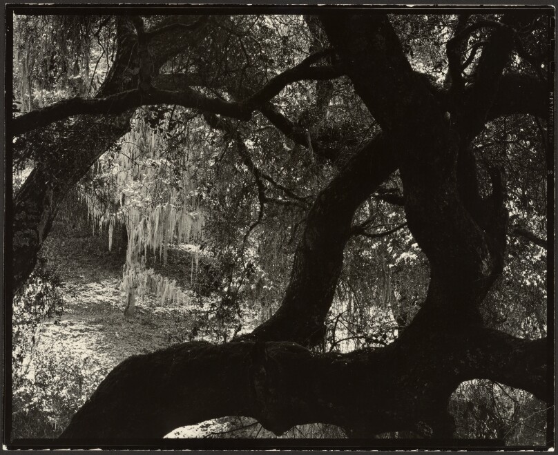 California Oak and Moss