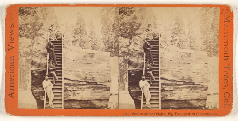 Section of the Original Big Tree, 92 ft. in Circumference.
