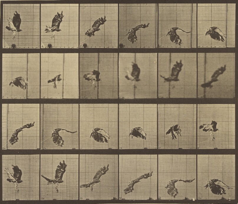 Animal Locomotion