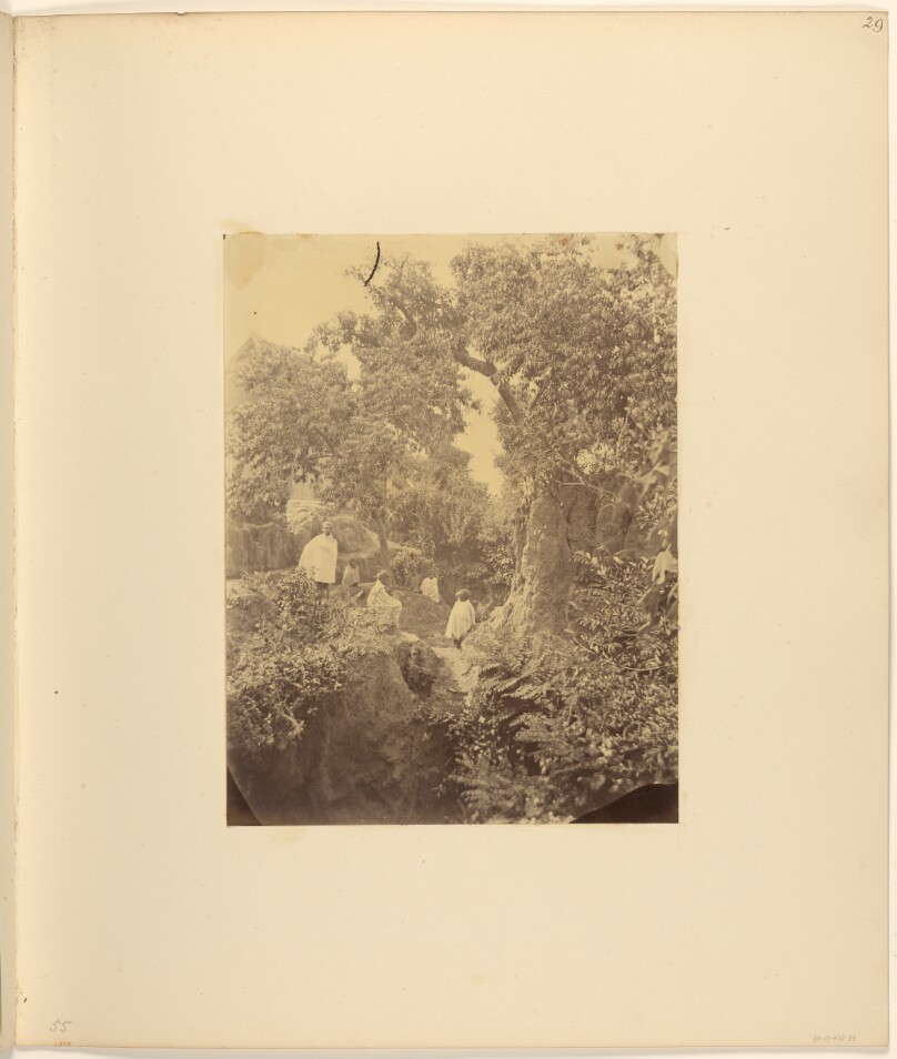 Forest Scene with Thorny Acacia and Peach Trees