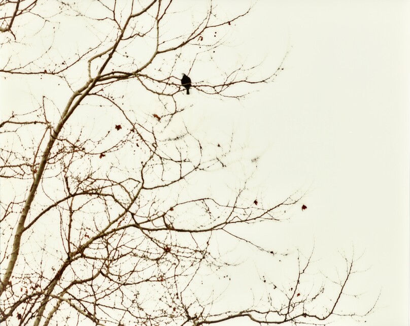 white blind (bright red) (02.6)