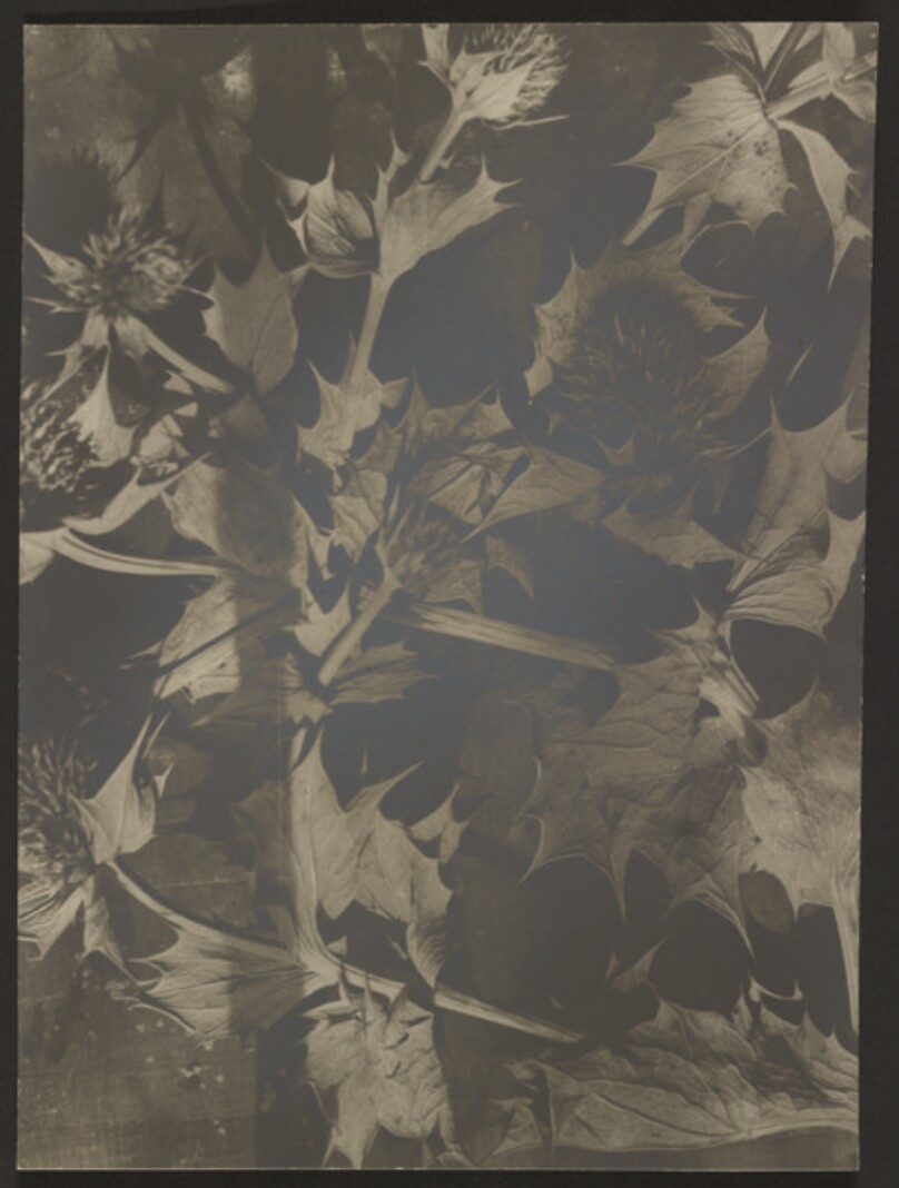 [Plant study]