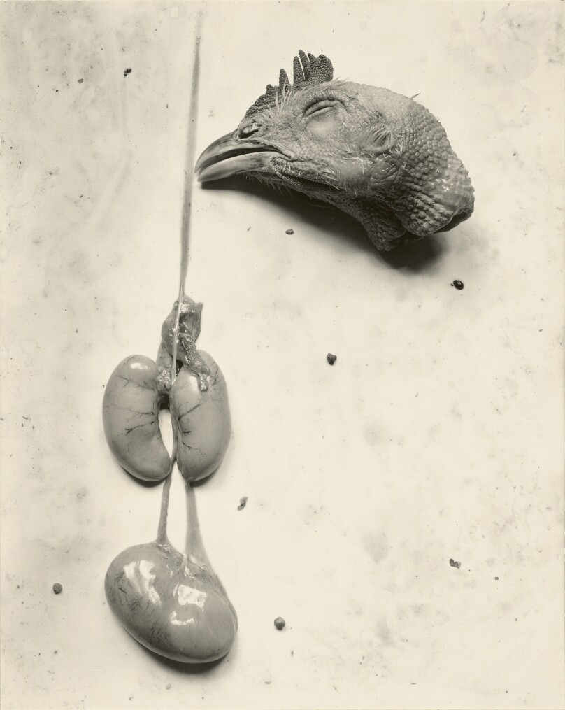 Chicken
