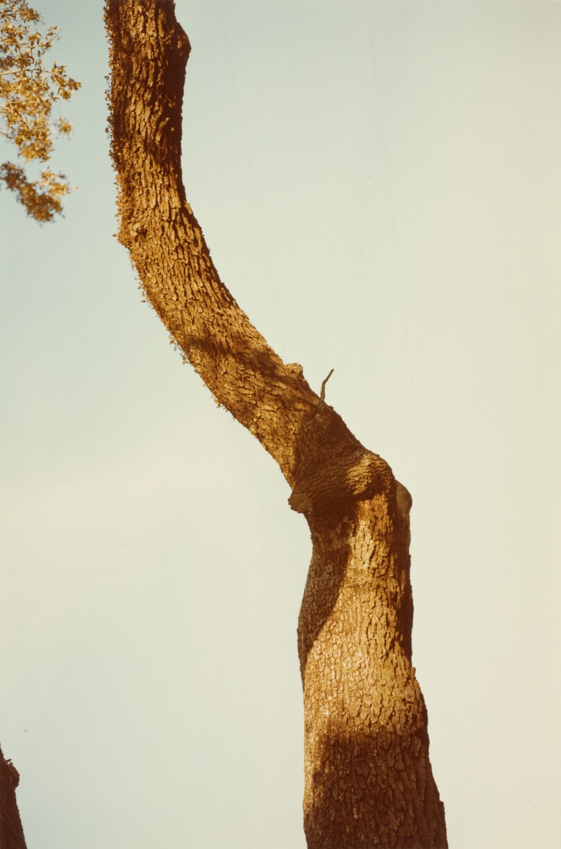[Branch study, Jamaica]
