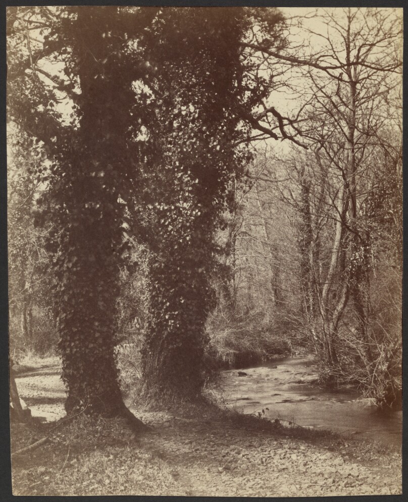 [Ivy Covered Trees]
