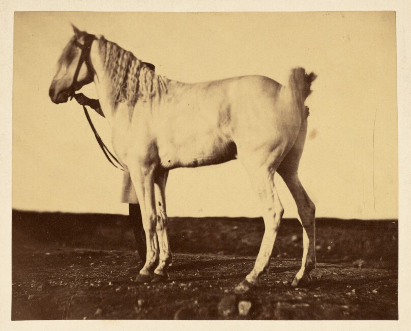 [Horse]
