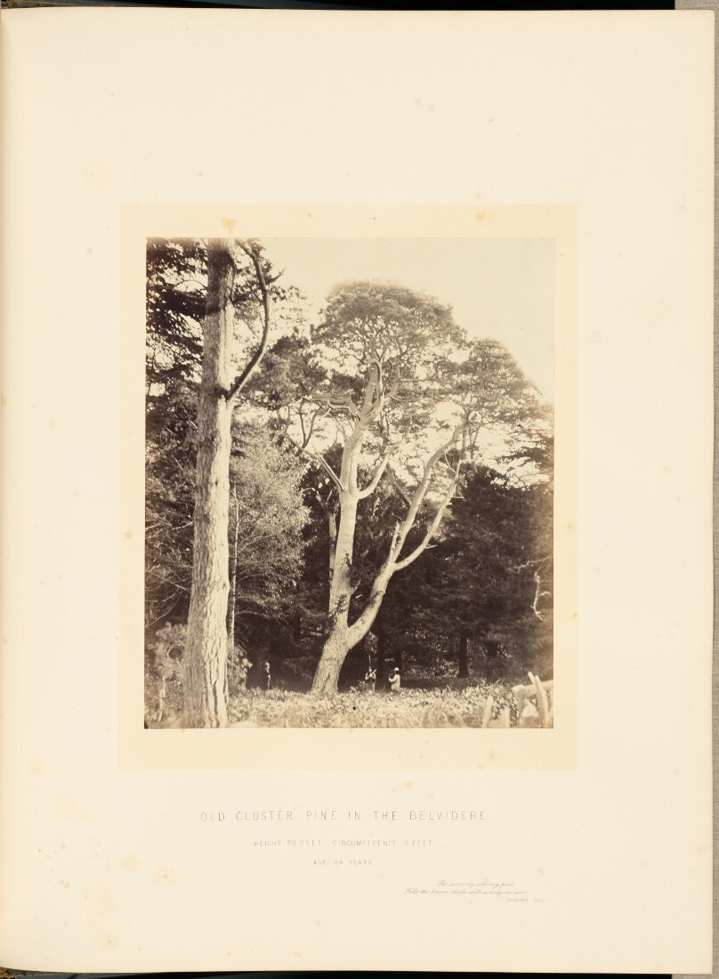 Old Cluster Pine in the Belvidere