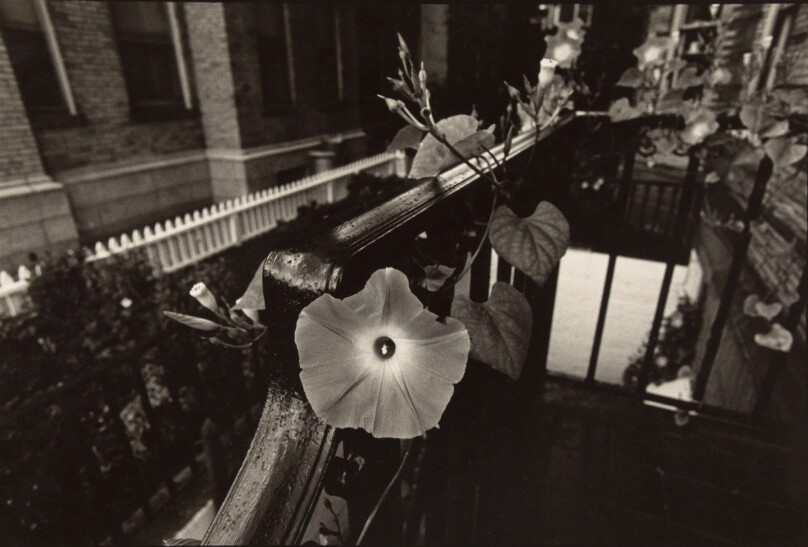 Untitled (Morning Glory)