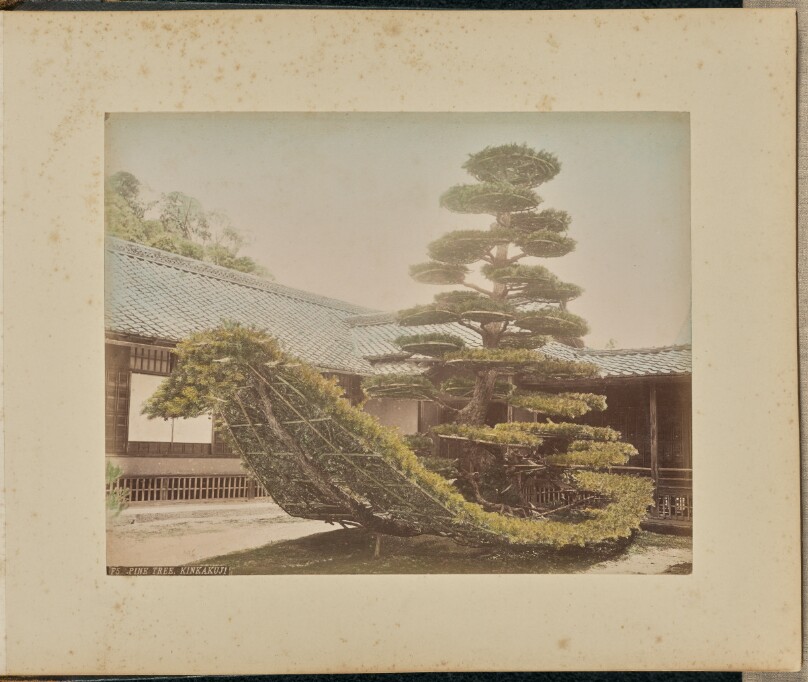 Pine Tree, Kinkakuji